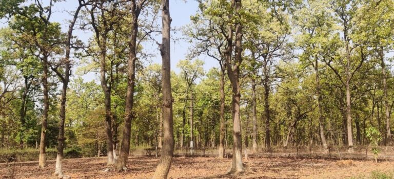 A forest