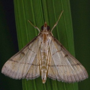 A leef roller fly is a biotic component of ecosystem