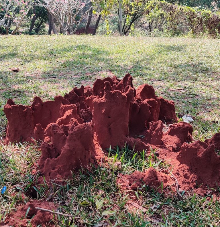 an Anthill