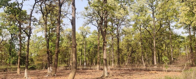 Forest the habitat of wildlife