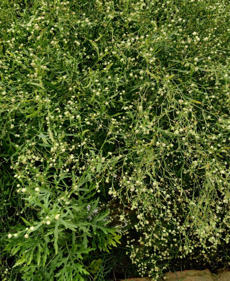Invasive grass