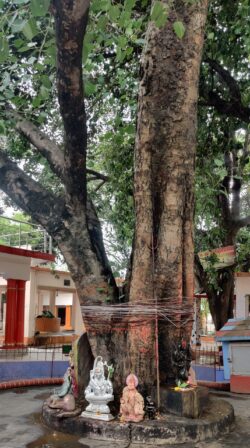 A banyan tree and idols of Gods