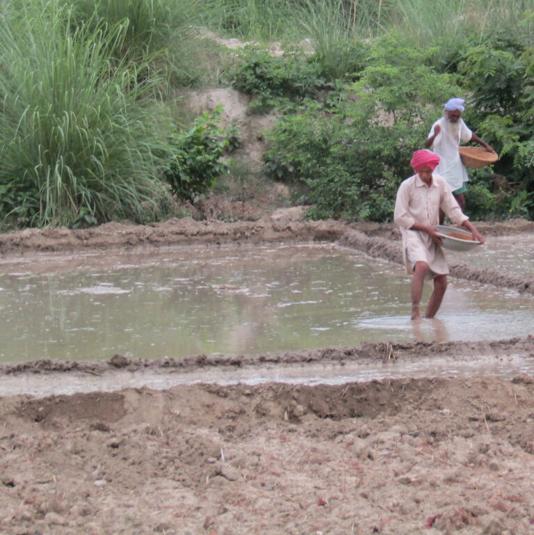 Two farmers sowing seeds in the field
