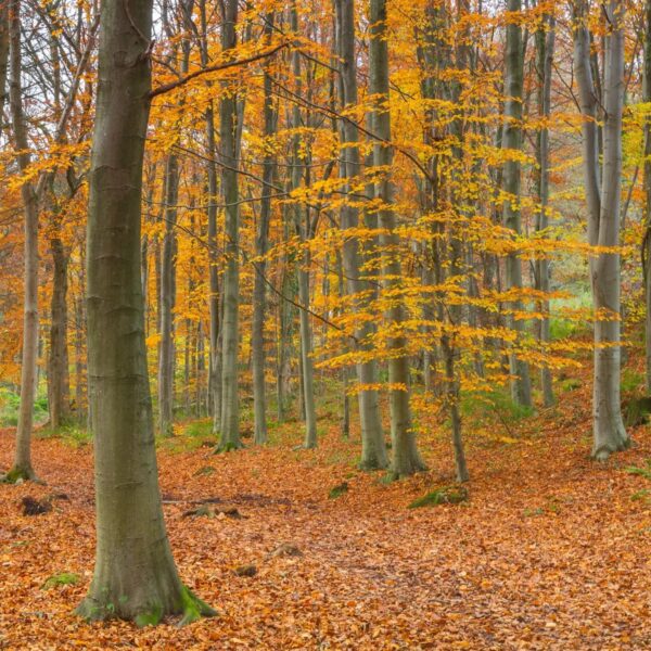 A forest showing leaf fall