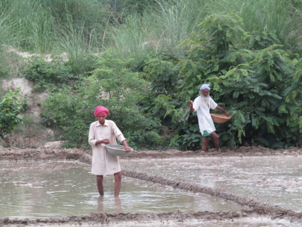 farmers sowing seeds in the field