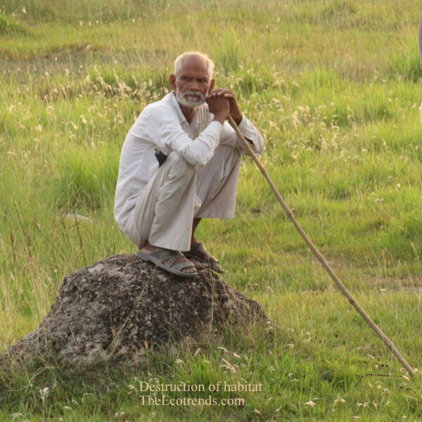 an old man thinking seriously about all the forests that have gone