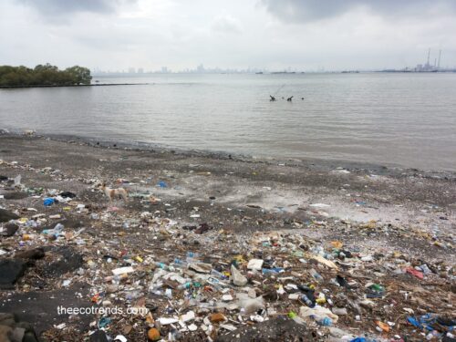 garbage accumulated on the sea coast