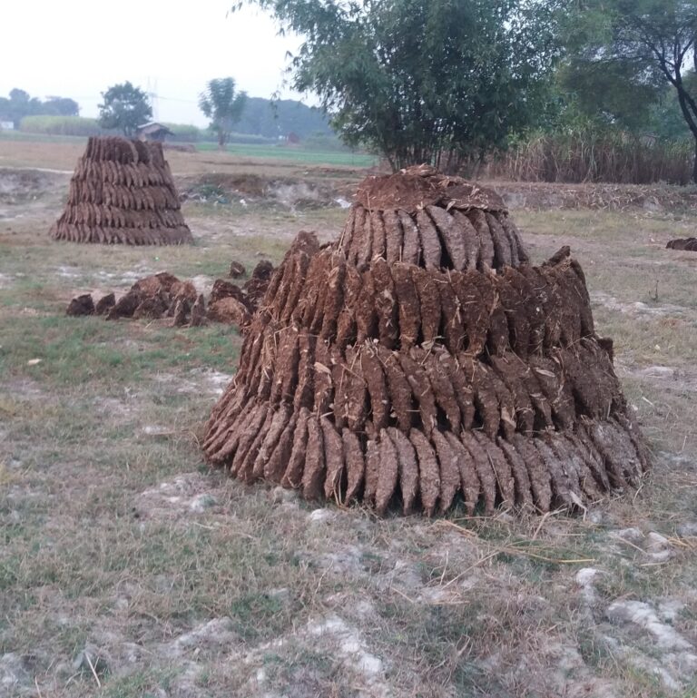 cow dung cakes arranged for storage