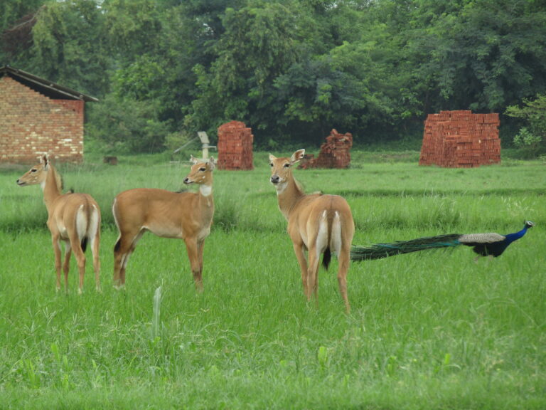 a vast field of land with physical structures and wildlife