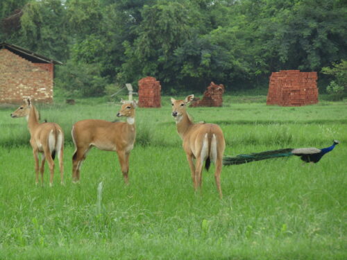 a vast field of land with physical structures and wildlife