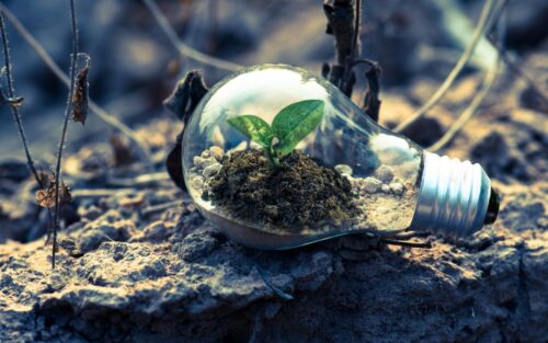 A bulb showing a plant sprouting inside