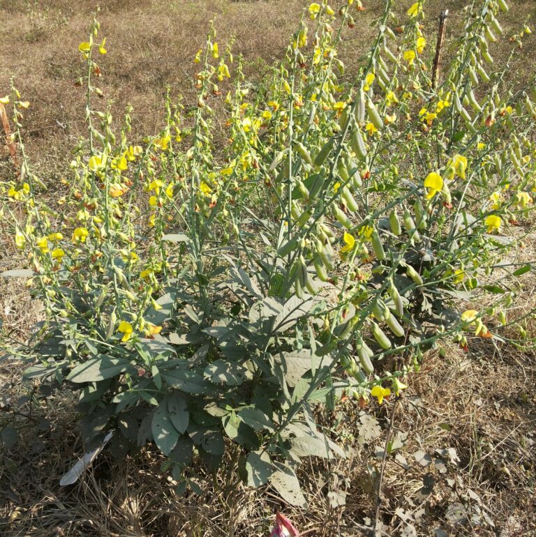 A bush flowering at its best