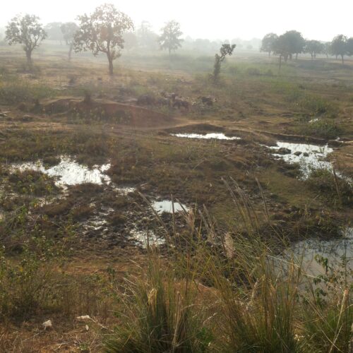 waste land with grass and waste