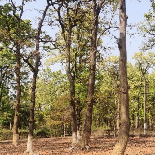 trees in the forest