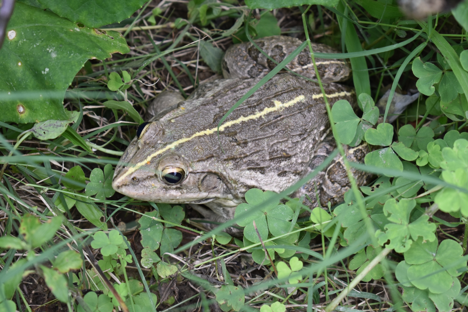 a frog showing adaptation