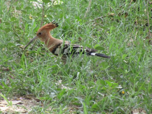 Abird in the grassland