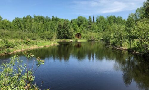 Pond Ecosystem