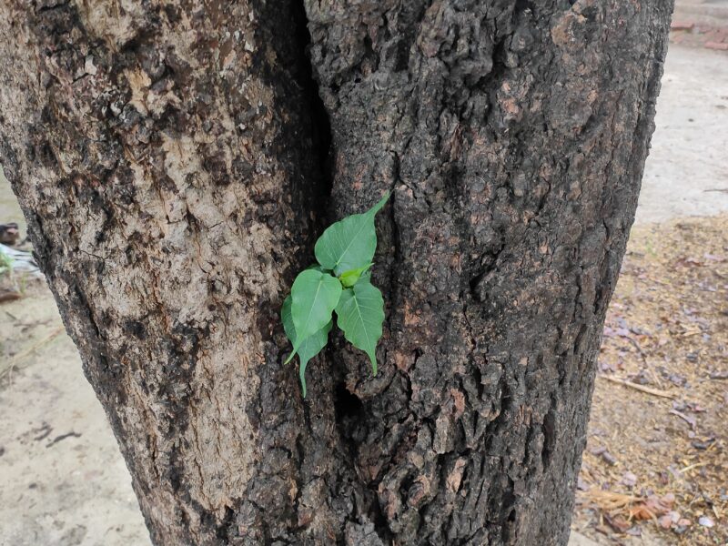 a small plant grown on an old tree