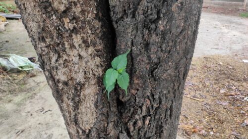 a small plant grown on an old tree