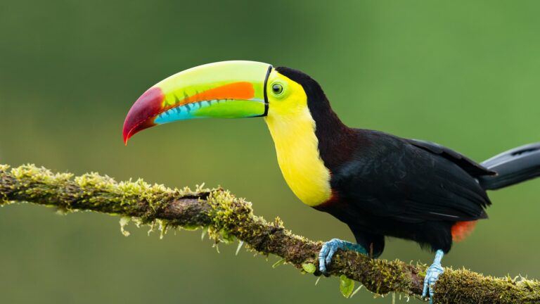 Toucan, a beautiful and smart bird