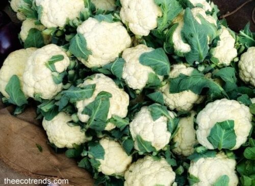 Genetically engineered vegetable